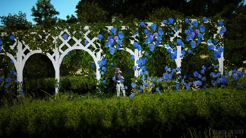 白い柵と青い薔薇